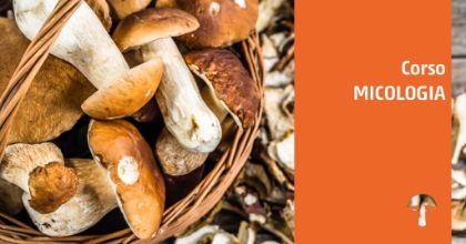  Corso propedeutico alla raccolta e al consumo dei funghi
