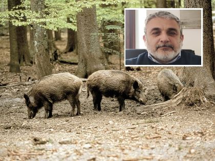 La peste suina alle porte della provincia di Pisa, Altopascio in 'Zona I'. Castelfranco di Sotto si mobilita 
