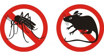 Disinfestazione Disinfestazione