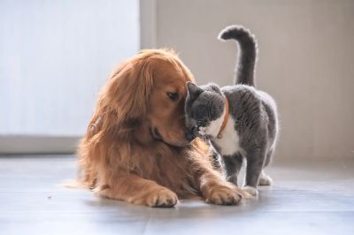 Animali d'affezione