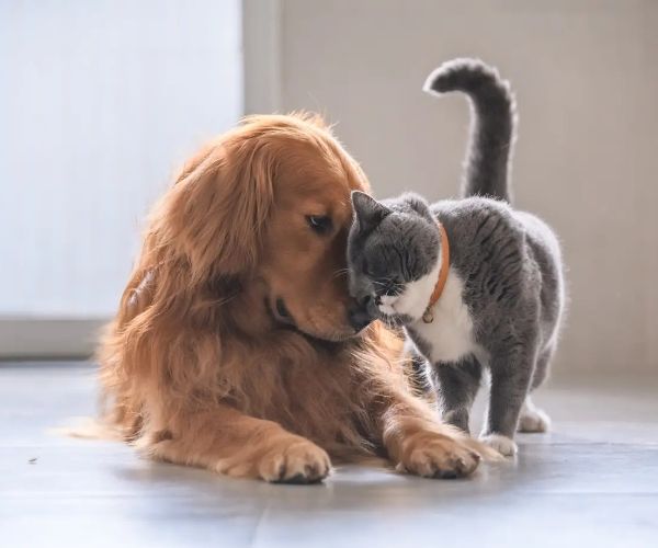 Castelfranco di Sotto vara l'ordinanza che protegge gli animali d'affezione nel periodo estivo