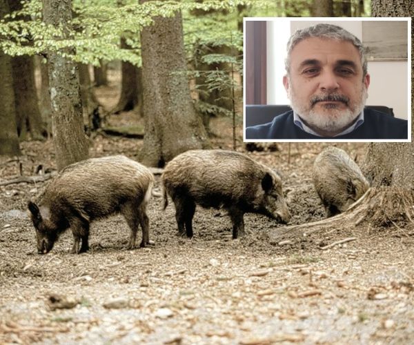 La peste suina alle porte della provincia, Castelfranco di Sotto si mobilita