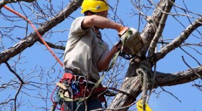 taglio alberi generico